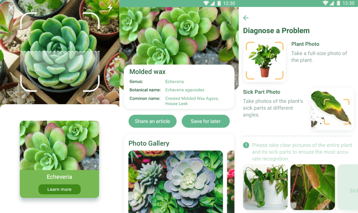 Программа для определения растений по фотографии онлайн бесплатно
