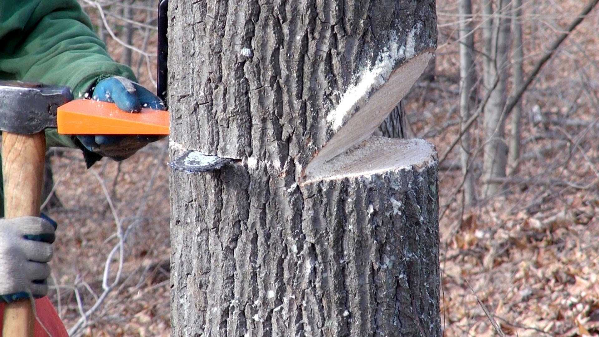 Как быстро спилить дерево